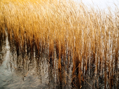 Environmental Research Facility at Miquelon Lake